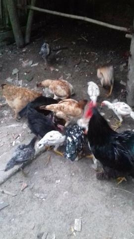 Galinhas pintos de raça pra venda - Foto 2