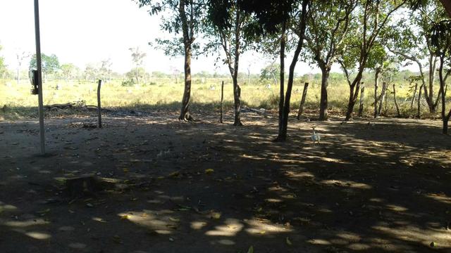 Vendo uma terra pertinho do arraia 13 alqueiro - Foto 4