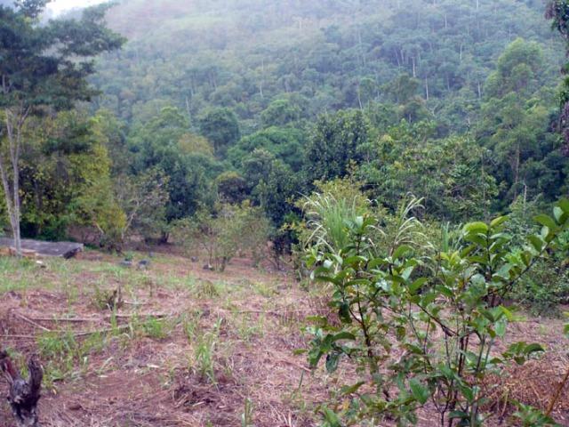 Sítio em Banquete/Bom Jardim-RJ - 8.000m2 - Foto 11