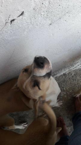 Cachorros para doação! - Foto 3