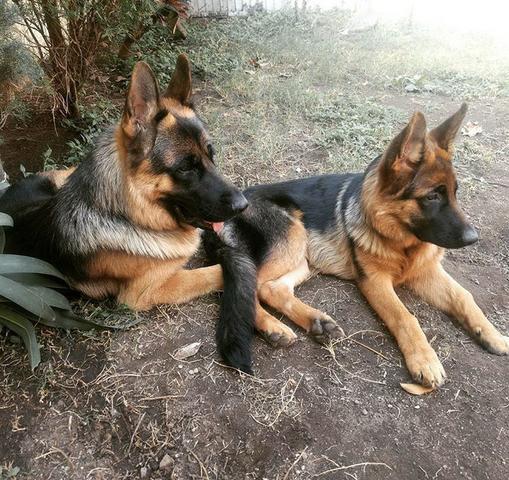 Apenas venda - Foto 4