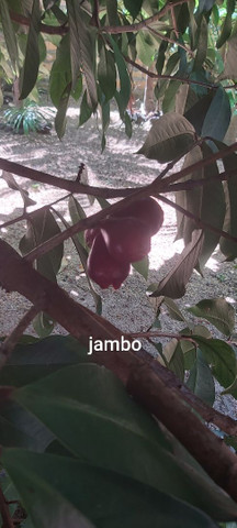 Vendo ou troco casa de campo - Foto 17
