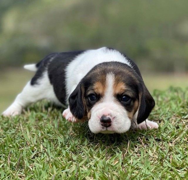 Beagle Macho// PROMOÇÃO @canilcanaa ES  - Foto 3