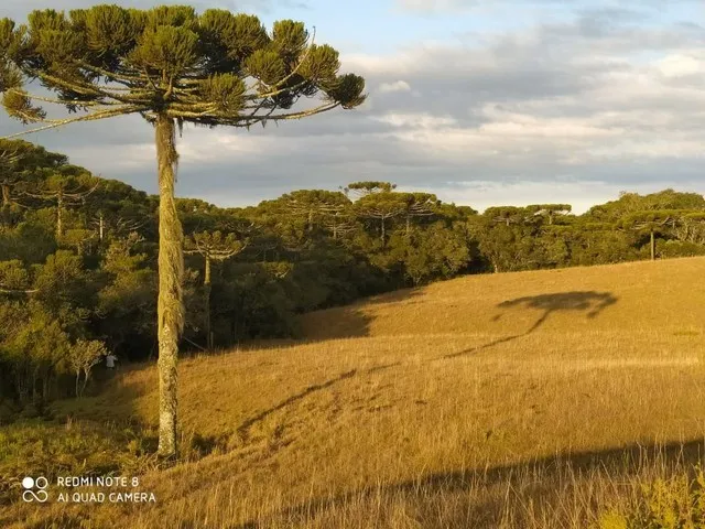 Excelente oportunidade para investidores em São Francisco de Paula