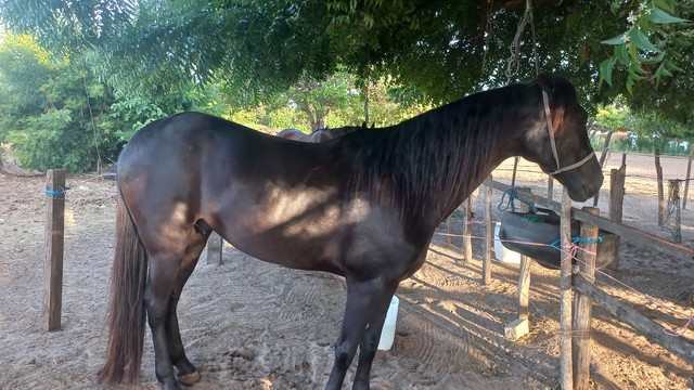 Cavalo preto 