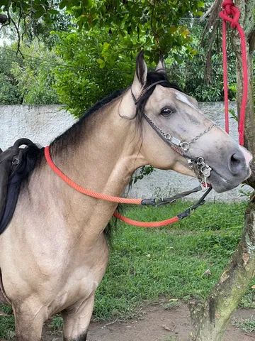 Cavalo Mangalarga Marchador