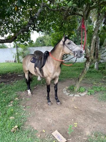 Cavalo Mangalarga Marchador