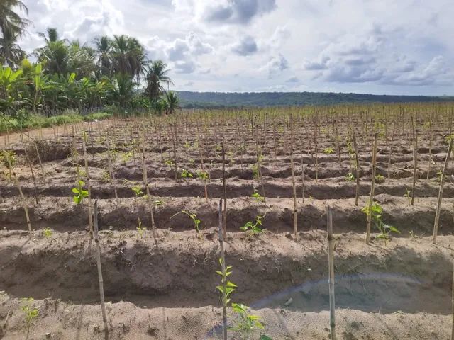 Área Exelente pra montar sua chácara ou granja ! - Foto 3