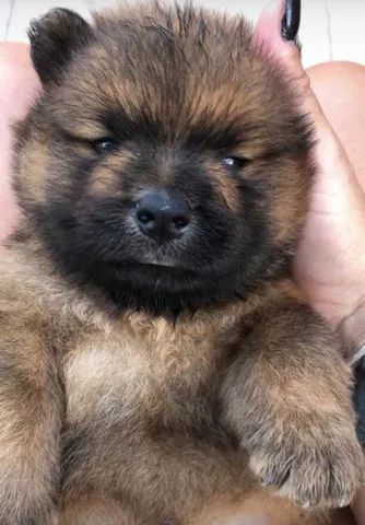 Chow chow  - Foto 2