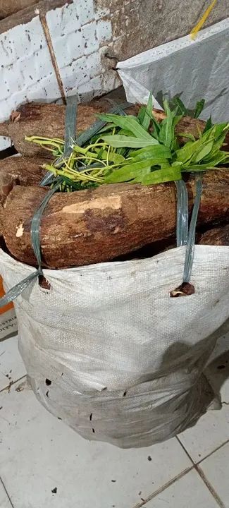 Macaxeira fresquinha ..sacolão...cara roxo 