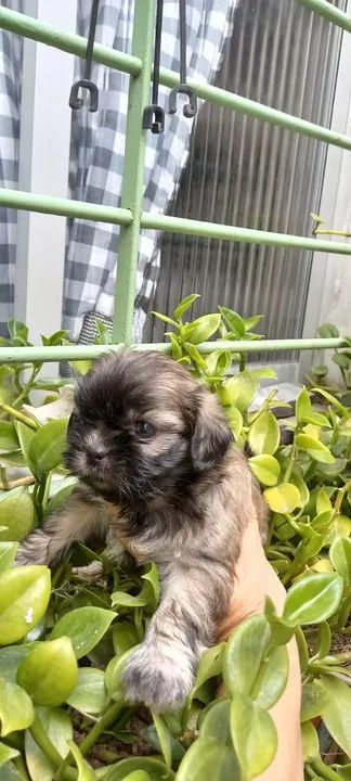 Seu Novo Melhor Amigo Está Esperando Por Você! - Foto 3