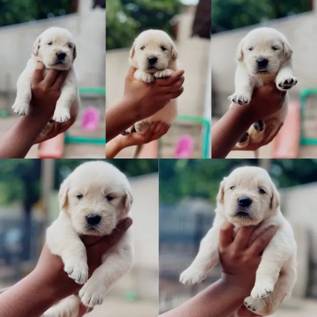 Lindog Fillhotes de Golden Retriever vacinados - Foto 3