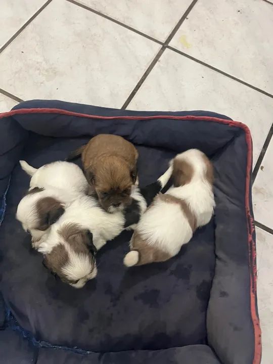 Filhote de Shih Tzu - Foto 4