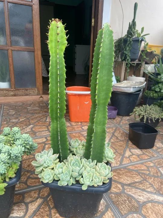 Cactus e suculentas para decoração