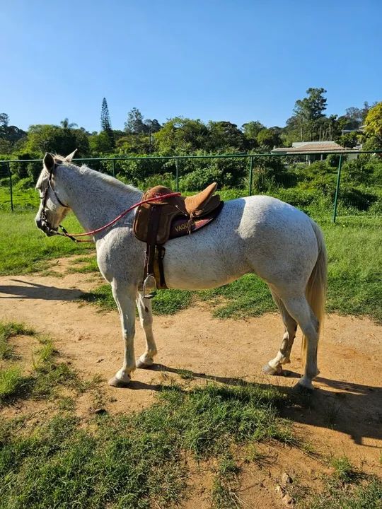 Égua, cavalo marcha picada  - Foto 3