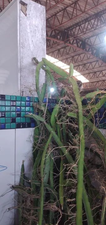 Muda de PITAIA - Foto 2