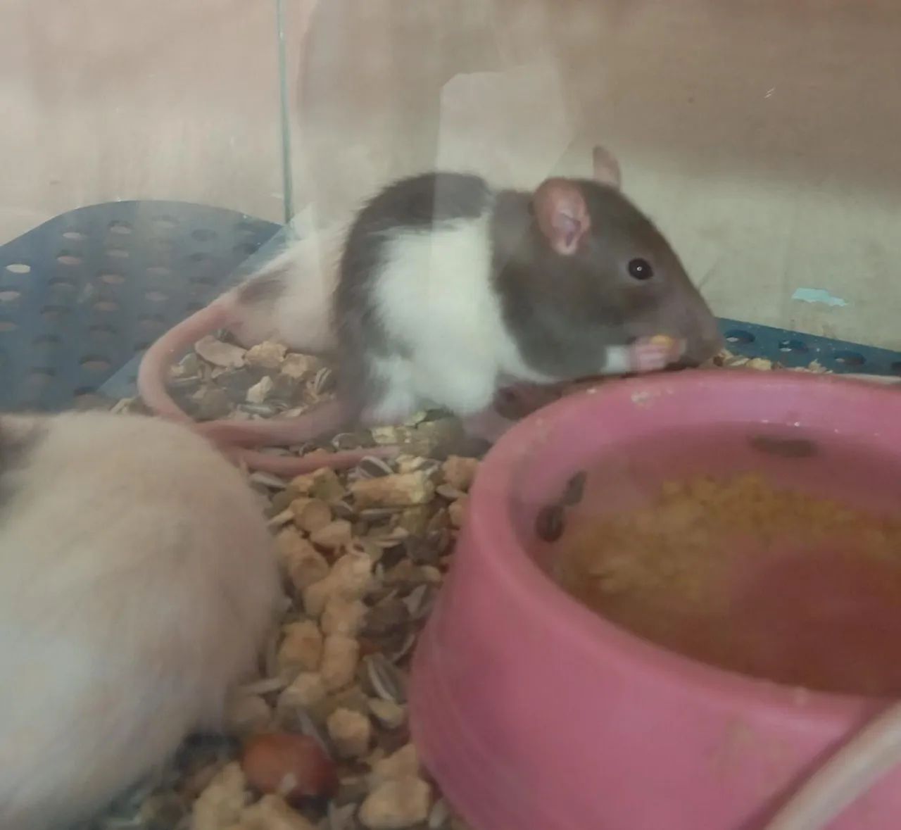 Bebês Twister  - Foto 2