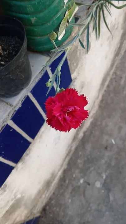 Planta de Cravo