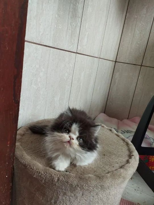 Gatinho Persa
