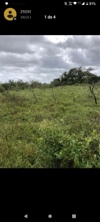 foto - São Gonçalo do Amarante - Golandim