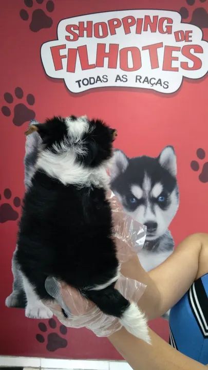 Biewer Terrier Minha bolinha de pelos favorita! - Foto 2