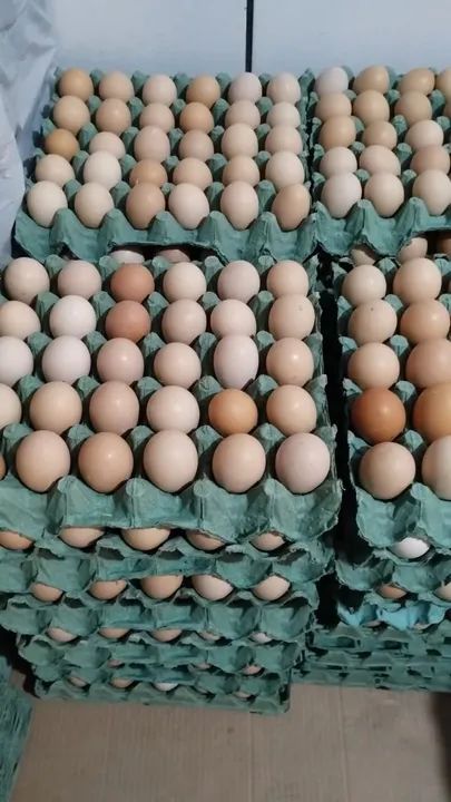 Ovos frescos de galinhas caipiras - Foto 3