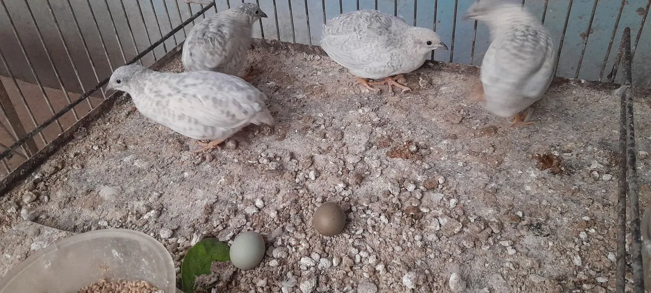 Fêmeas Codornas chinesas anãs