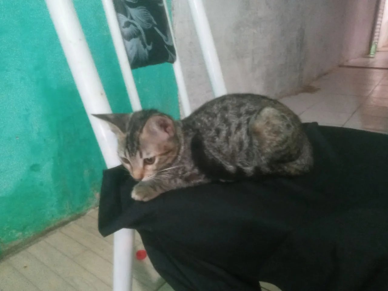 Gatinho para adoção