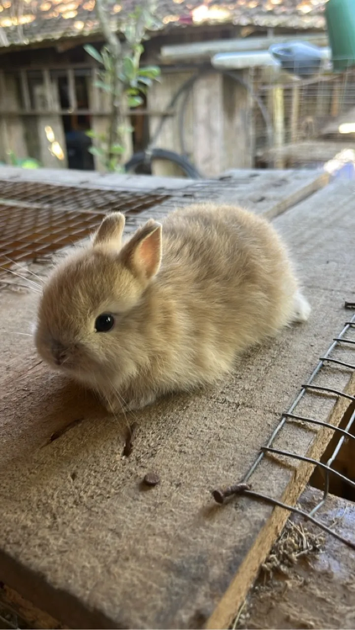 Mini coelho Netherland