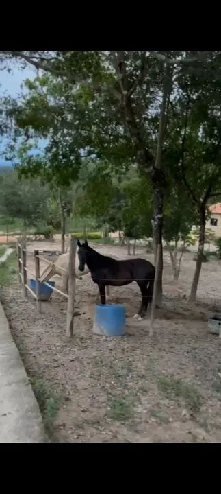 Potra preta linda - Foto 2