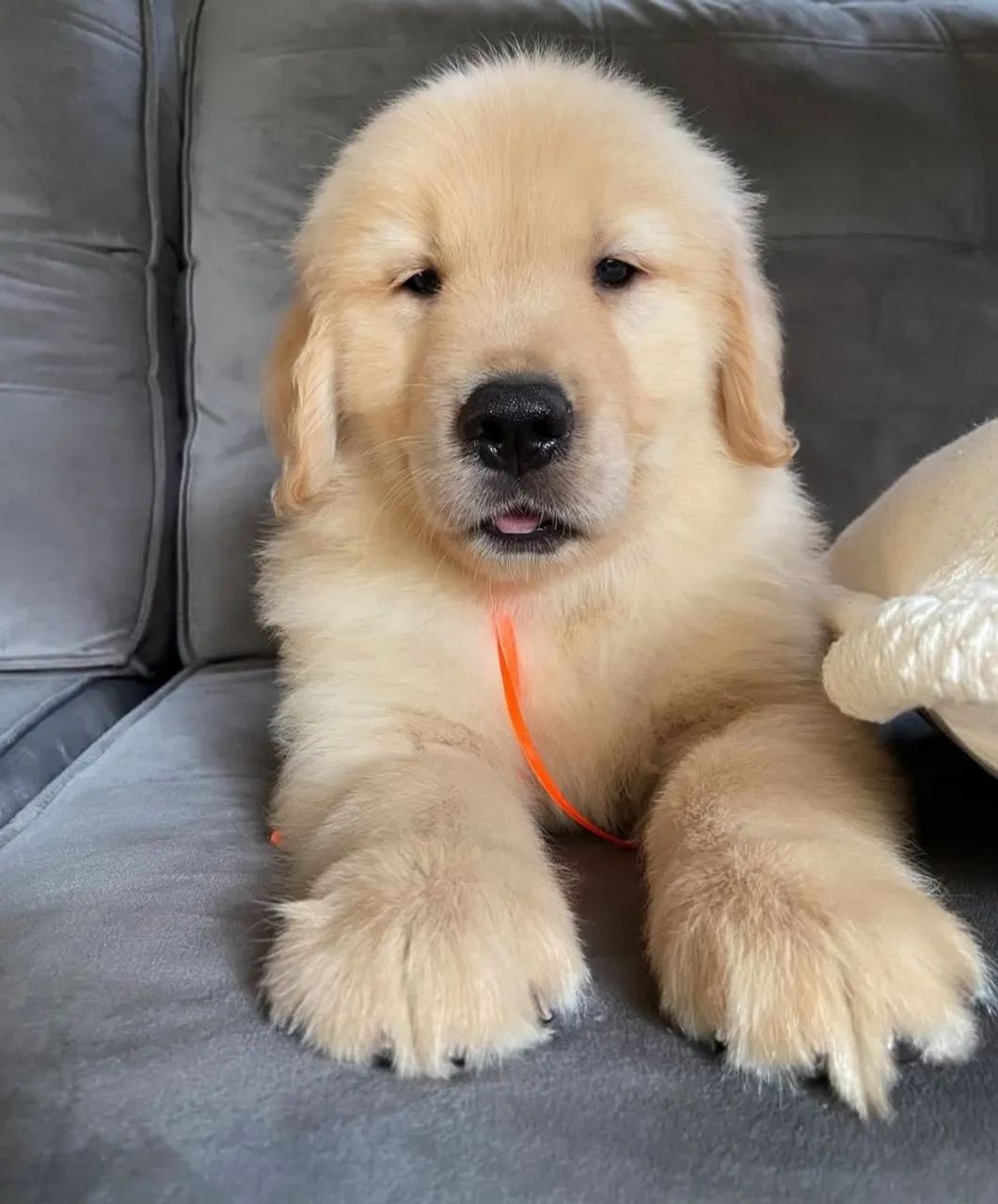Golden retriever um amigo amoroso e especial