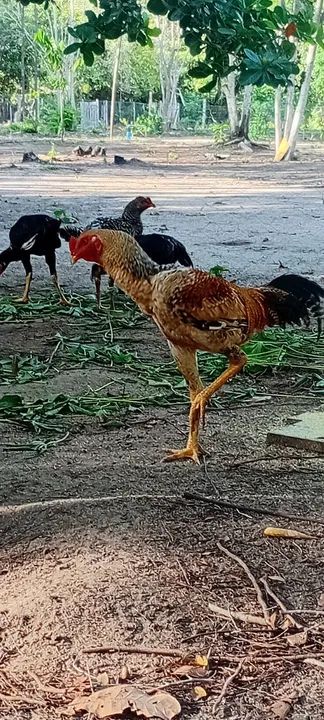 Frangos caipiras - Foto 3