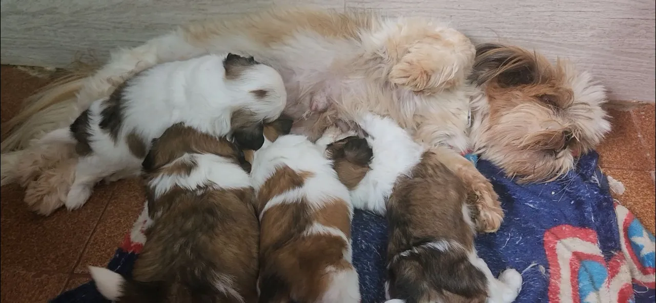 Filhotes de Shih Tzu macho