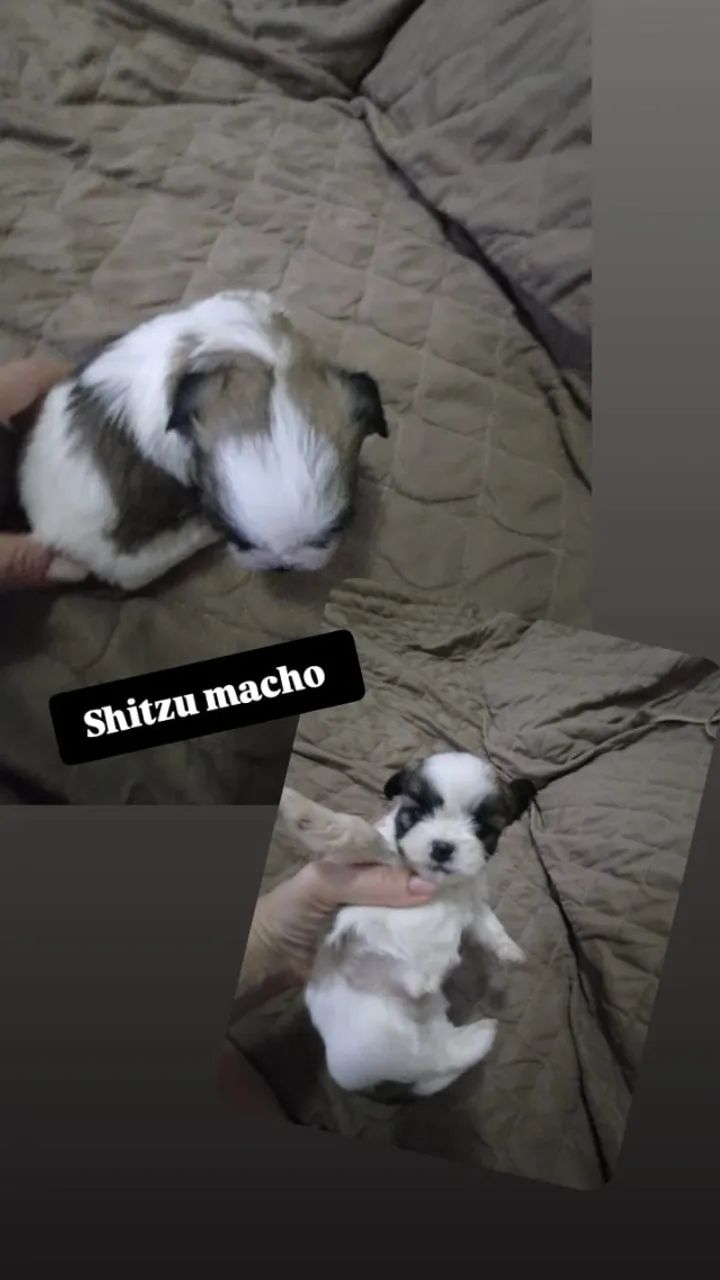 Venda de filhotes de Shih Tzu