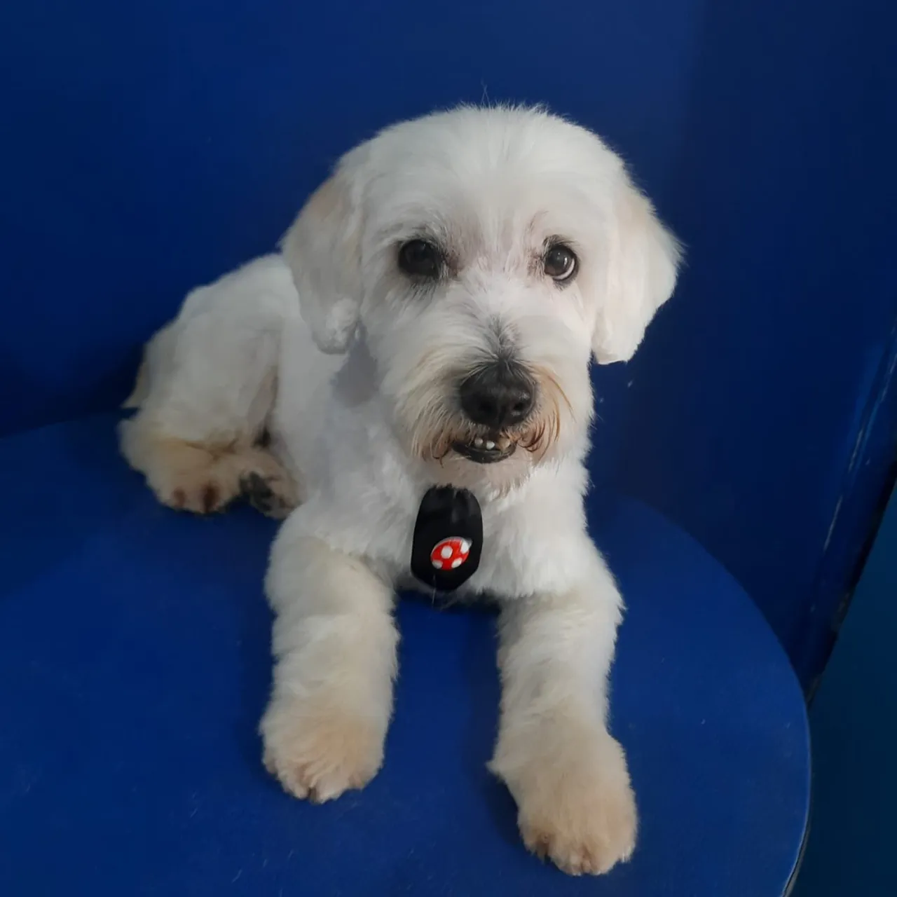 Cachorro fofo e charmoso para adoção responsável 