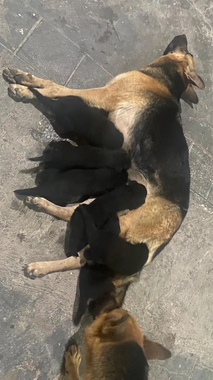 Doa-se filhotes de pastor alemão  - Foto 3