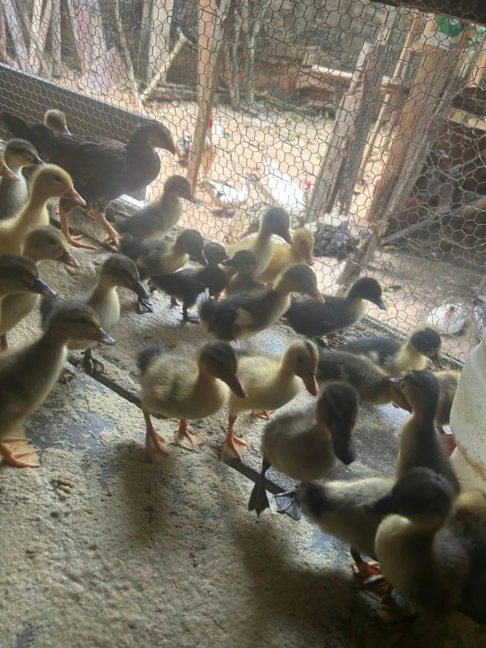 Filhote de Marreco - Foto 5