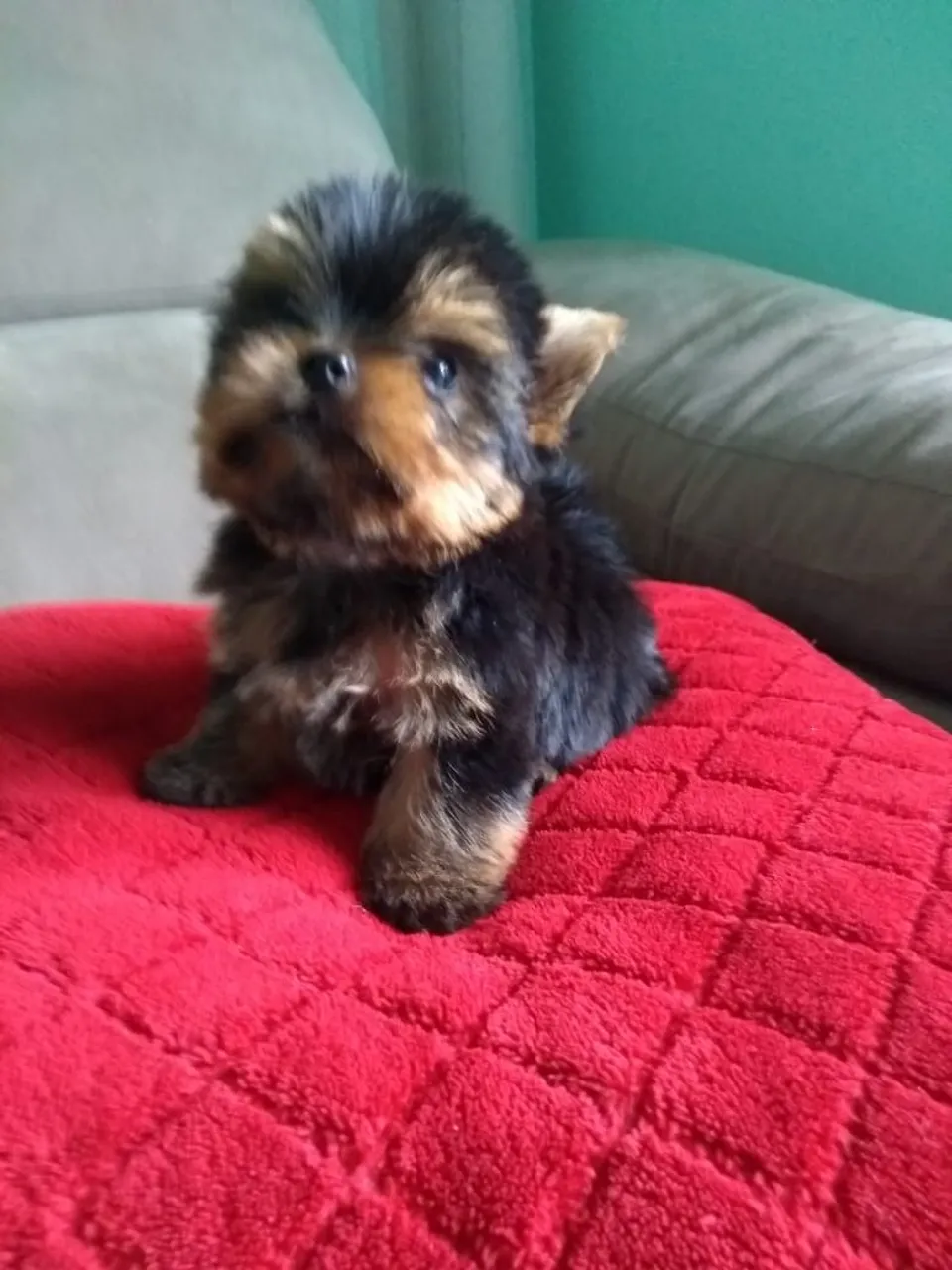 Filhote Yorkshire Terrier - Pelúcia!