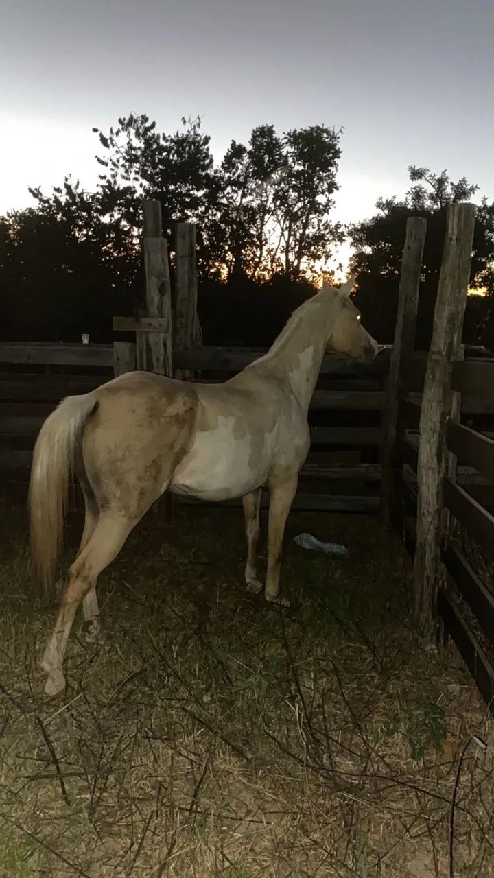 Potro Paint horse - Foto 5