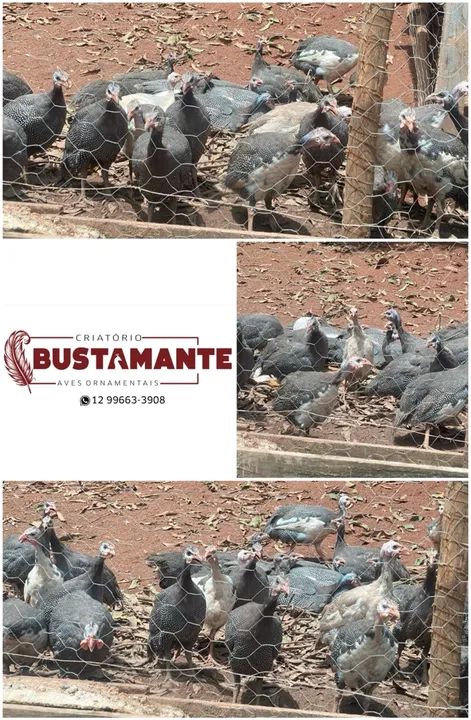 Galinha D'Angola - Criatório Bustamante - Foto 3