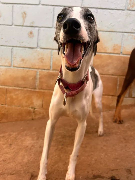 Cachorro Whippet fêmea - Foto 2