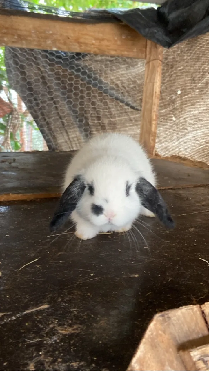 Coelhinho Mini Lop uruguaio