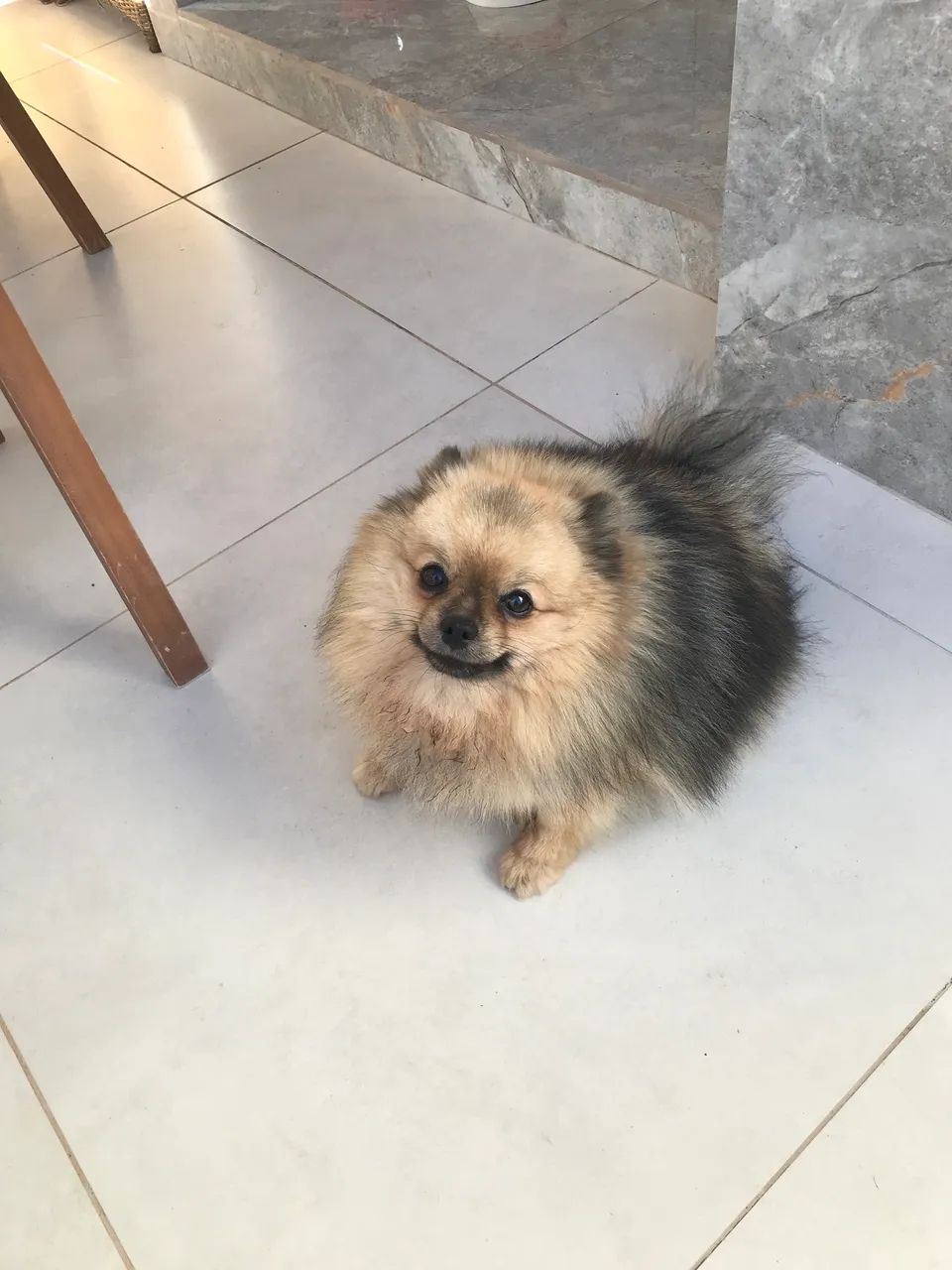 Spitz alemão  - Foto 3