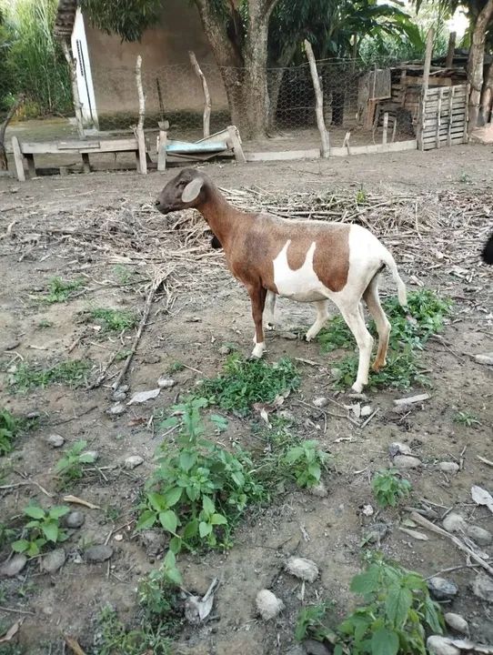 Ovelha adulta - Foto 3