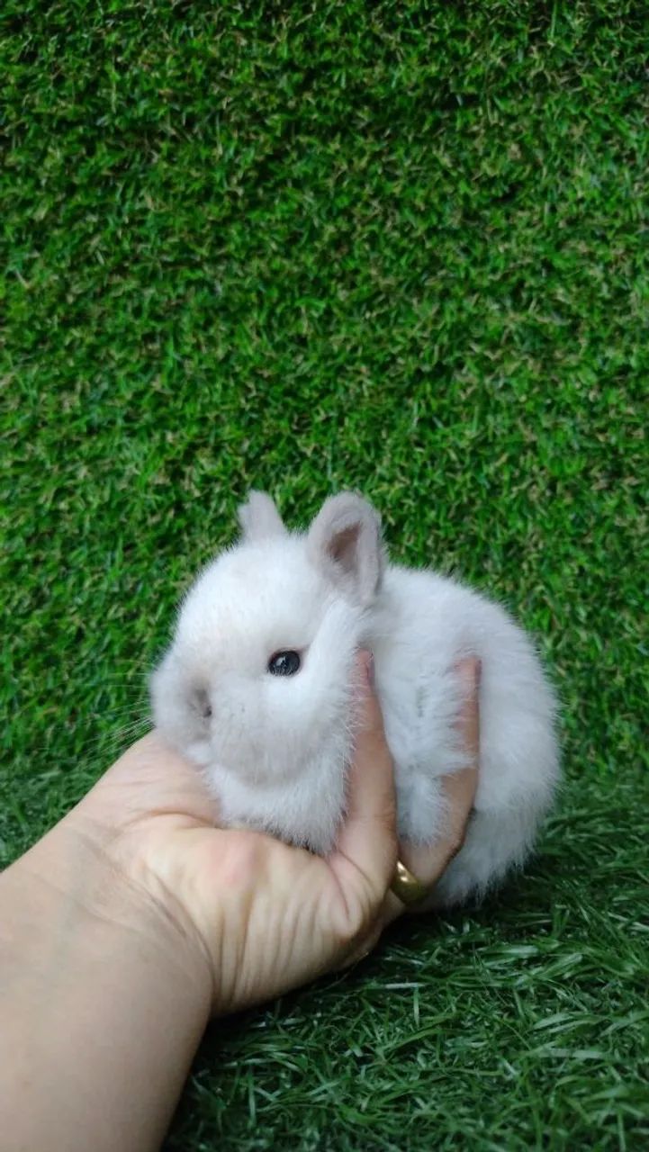 Netherland dwarf  - Foto 3