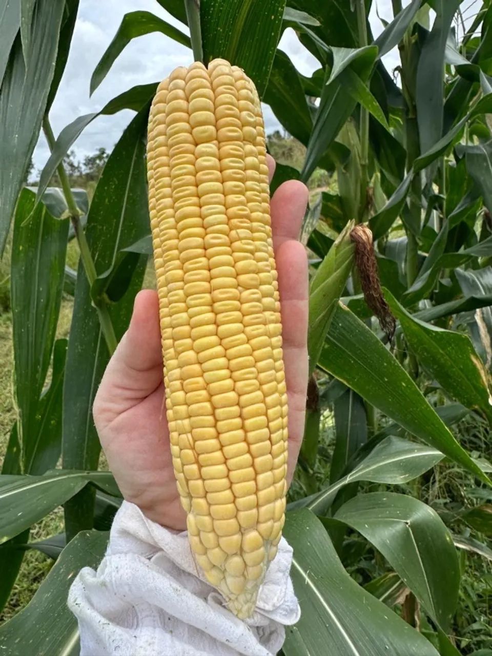 Vende-se Milho Verde