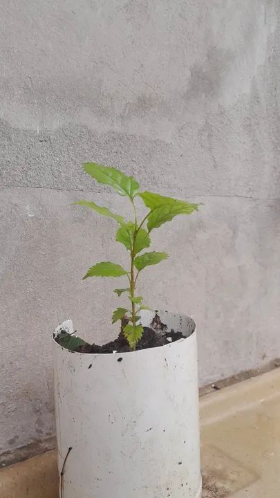 Ipê amarelo  . mudas 20 cm