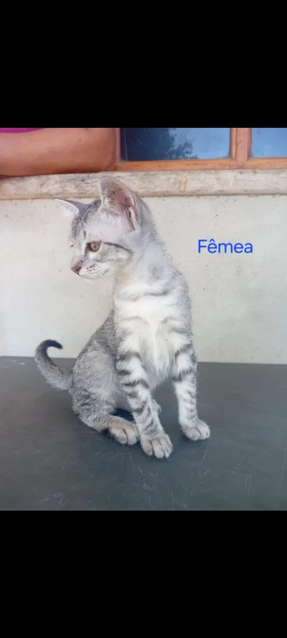 Gato