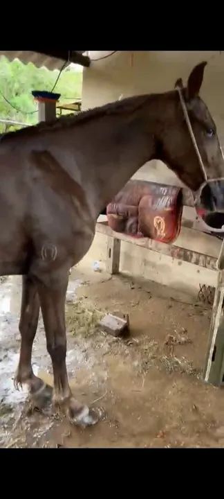 Égua Mangalarga Marchador - Foto 2