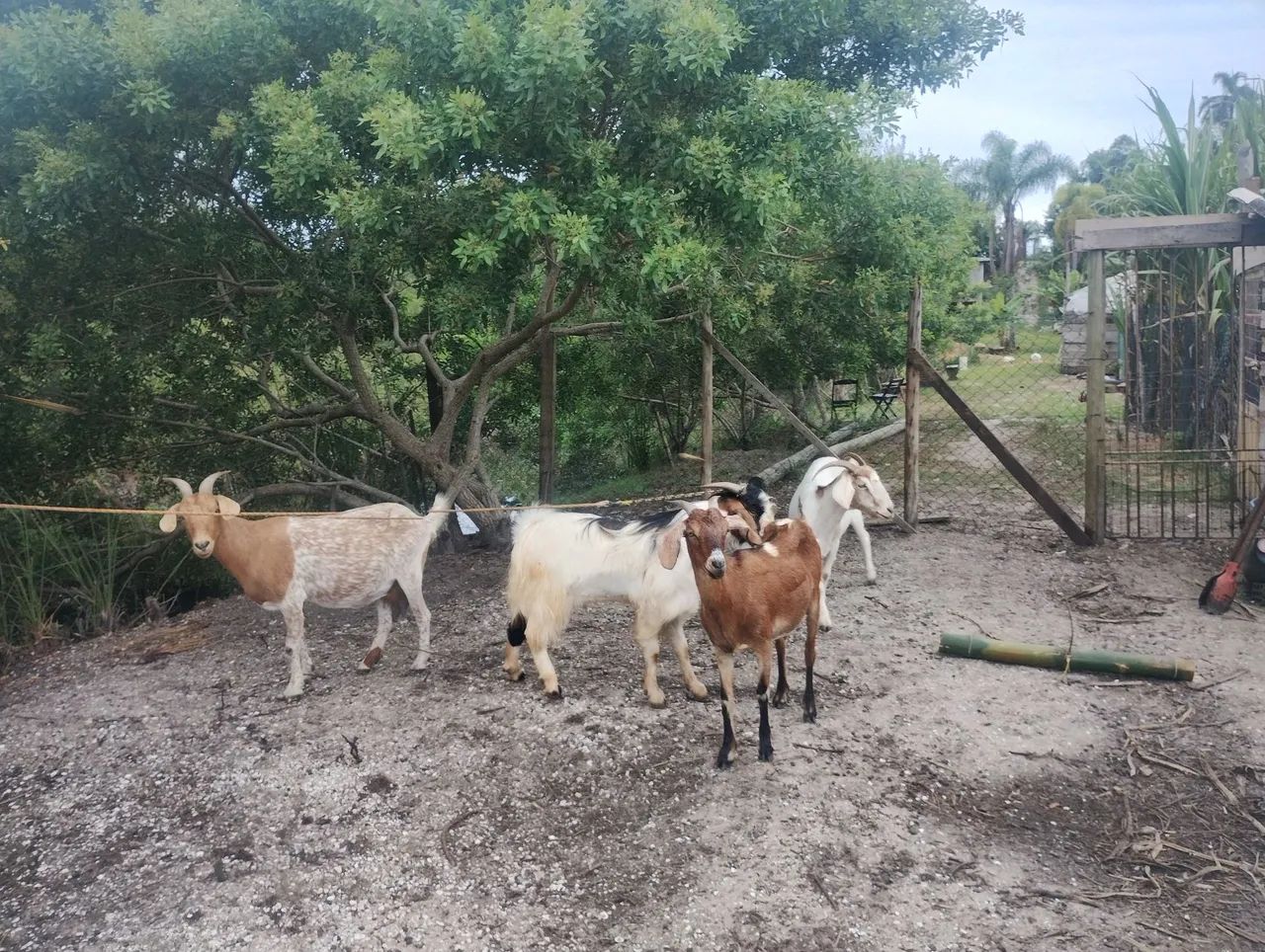 Cabras para venda - Foto 5